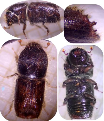 Ips typographus